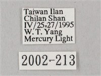 白點天蛾 藏品圖，第3張