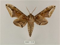 白點天蛾 藏品圖，第1張