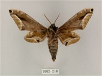 白點天蛾 藏品圖，第2張