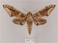 白點天蛾 藏品圖，第1張