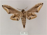 白點天蛾 藏品圖，第2張