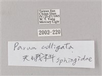 白點天蛾 藏品圖，第3張