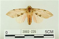 棍棒污燈蛾藏品圖，第1張