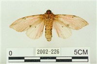 棍棒污燈蛾藏品圖，第2張