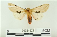 棍棒污燈蛾藏品圖，第1張