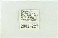 棍棒污燈蛾藏品圖，第3張