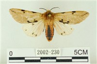 棍棒污燈蛾藏品圖，第1張