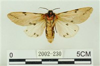 棍棒污燈蛾藏品圖，第2張