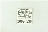 棍棒污燈蛾藏品圖，第3張