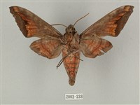 全緣缺角天蛾藏品圖，第2張