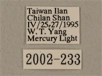 全緣缺角天蛾藏品圖，第3張