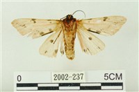 棍棒污燈蛾藏品圖，第2張