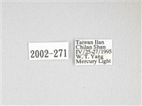 泛綠背線天蛾藏品圖，第3張