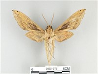 泛綠背線天蛾藏品圖，第2張