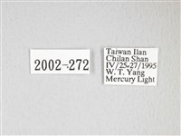 泛綠背線天蛾藏品圖，第3張