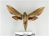 泛綠背線天蛾藏品圖，第1張