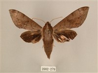 背中白天蛾藏品圖，第1張