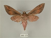 背中白天蛾藏品圖，第2張