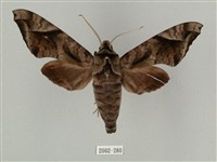 全緣缺角天蛾藏品圖，第1張