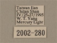 全緣缺角天蛾藏品圖，第3張