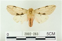 棍棒污燈蛾藏品圖，第1張