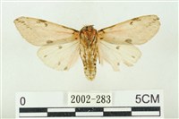 棍棒污燈蛾藏品圖，第2張