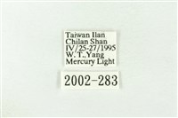 棍棒污燈蛾藏品圖，第3張