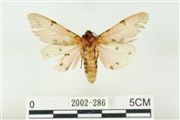 棍棒污燈蛾藏品圖，第2張