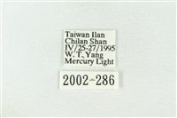 棍棒污燈蛾藏品圖，第3張