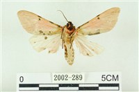 棍棒污燈蛾藏品圖，第2張