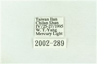 棍棒污燈蛾藏品圖，第3張