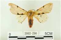 棍棒污燈蛾藏品圖，第1張