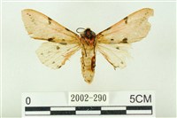 棍棒污燈蛾藏品圖，第2張