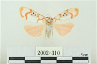 臺雪苔蛾藏品圖，第1張