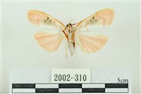 臺雪苔蛾藏品圖，第2張