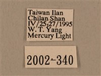 背中白天蛾藏品圖，第3張