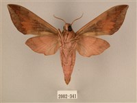 背中白天蛾藏品圖，第2張