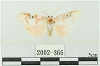 臺雪苔蛾藏品圖，第1張