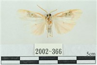 臺雪苔蛾藏品圖，第2張