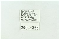 臺雪苔蛾藏品圖，第3張