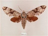 粗斜紋天蛾藏品圖，第1張