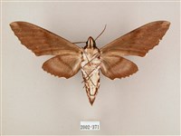 粗斜紋天蛾藏品圖，第2張