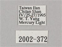 粗斜紋天蛾藏品圖，第3張