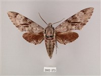 粗斜紋天蛾藏品圖，第1張