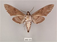 粗斜紋天蛾藏品圖，第2張