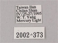 粗斜紋天蛾藏品圖，第3張