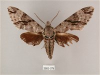 粗斜紋天蛾藏品圖，第1張