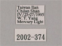 粗斜紋天蛾藏品圖，第3張