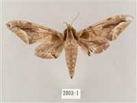 白點天蛾 藏品圖，第1張