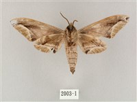 白點天蛾 藏品圖，第2張